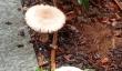Sul viale Garibaldi adesso spuntano i funghi