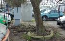 Via Isidoro Figliolini: "Rami caduti o pericolosamente pendenti sulle auto"