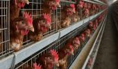 "Aviaria in un allevamento di galline in Lombardia, siamo preoccupati"