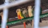 Stresa: scoperto giardino zoologico abusivo, sanzione da 30mila euro