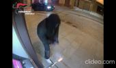 Assalto ai bancomat nel Vercellese, disarticolata la "banda della marmotta"