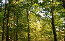 Chiuso temporaneamente il Bosco della Partecipanza