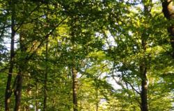 Sono questi i semi che resisteranno al cambiamento climatico