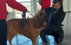 Cani anti Covid: progetto pilota all'aeroporto di Cuneo