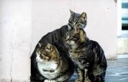 L'attività di "A-mici di Trino" a favore delle colonie feline