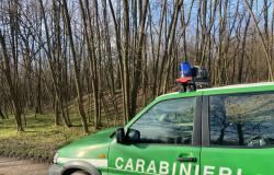 Bando per 11 tenenti nell'Arma forestale dei carabinieri