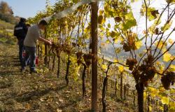 "Vendemmia a rischio senza proroga dei permessi ai migranti"
