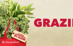 Erbe Aromatiche per sostenere le donne con sclerosi multipla