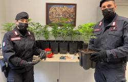 Vercelli:  coltivava marijuana in casa, arrestato