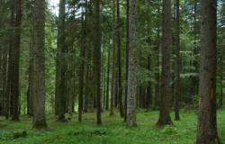 "Gli alberi aiutano ma non bastano a evitare i cambiamenti climatici"

 