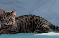 Identificato primo caso in Italia di variante inglese su un gatto