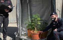 Coltiva una serra di marijuana in casa: denunciata una giovane