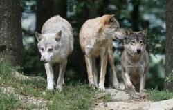 Piemonte: stanziati 300mila euro per i danni causati dai lupi