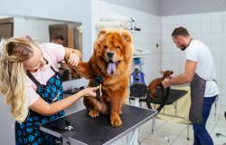 Riaprono le toelettature per animali, Cna: "La Regione ci ha ascoltati"