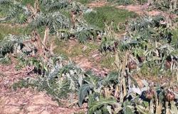 Danni da gelate: nel Vercellese ristori a 37 aziende agricole