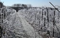 Gelate di aprile 2021: riconosciuto stato di calamità



 
