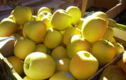 "Sos Frutta": oltre 100 agricoltori vercellesi a Torino per protestare