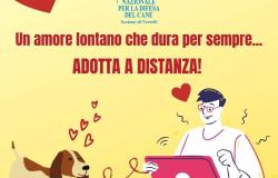 Adotta a distanza un amico al Canile & Gattile di Borgo Vercelli