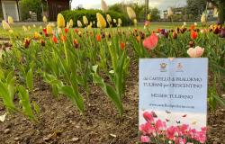 A parco Tournon sono fioriti i tulipani di Pralormo