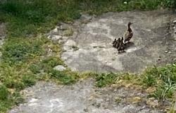 Vercelli: condominio "visitato" da una famiglia di paperelle