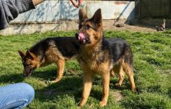 Kimba e Kaja, cucciole in cerca di casa e amore