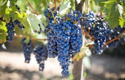 Vendemmia: raccolta in calo, ma si prospetta un'eccellente qualità