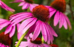 Per nutrire le api in regalo alle famiglie una piantina di echinacea