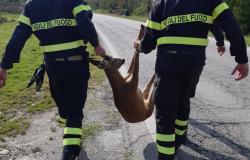 Salvati due caprioli caduti nel canal Farini