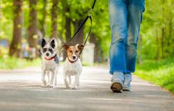 Servizio di dog sitter per malati Covid