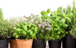 Piante fiorite e aromatiche per sostenere la Lilt di Vercelli
