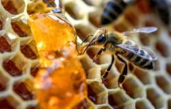 Due milioni di euro all’anno a sostegno di apicoltori e produttori