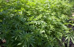 Coltivazione cannabis, via libera della Commissione