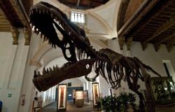 Dalla botanica alla zoologia e geologia: calendario di iniziative