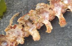 Bocconi di carne con chiodi, cani in pericolo