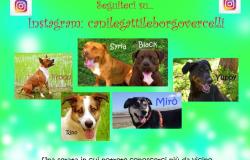 La diretta Instagram della Lega per la difesa del cane