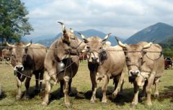 Riparte l’organizzazione della Fiera del bestiame