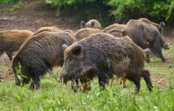 Peste Suina: anticipata al 1° settembre l’apertura della caccia al cinghiale
