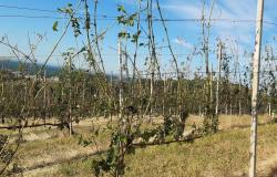 Vigneti: danni che vanno dall’80 al 100% della produzione