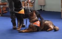 Novara: arriva il cane antiveleno