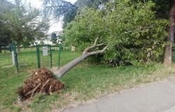 Il forte vento sradica un albero che cadendo rompe la recinzione