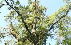 Trino: Bosco della Partecipanza danneggiato e chiuso - Le immagini