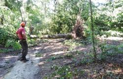 Trino: resta il divieto di accesso al Bosco della Partecipanza