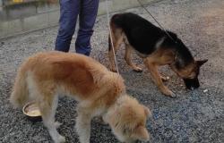 Bianzè: due cani in pericolo sui binari salvati dalla Polfer
