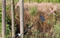 Vandali in azione al cimitero di San Genuario
