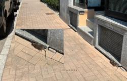 Vercelli: topo morto in via Jacopo Durandi