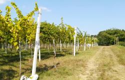  Corsa delle vigne: gara podistica sulle colline e sotto ai filari