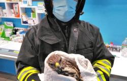 Poiana ferita salvata dai vigili del fuoco di Varallo