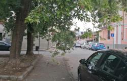 Vercelli: ramo pericoloso e viale buio