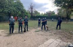 Un cane "speciale" ispeziona i parchi per trovare i bocconi avvelenati