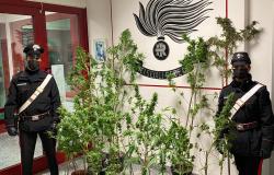Ronsecco: 30 piante di cannabis dentro una serra in cortile, arrestato